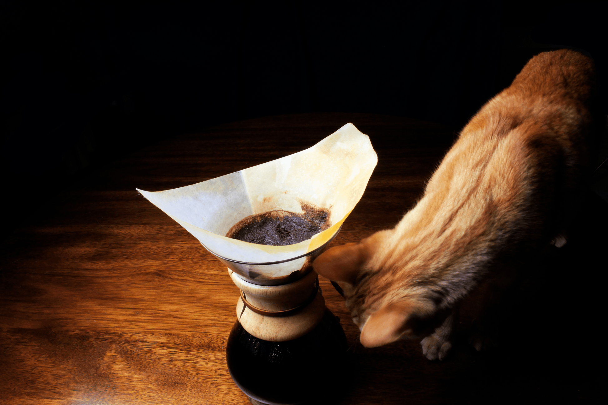 Fresh brewed coffee with our cat inspecting the pour over coffee maker.